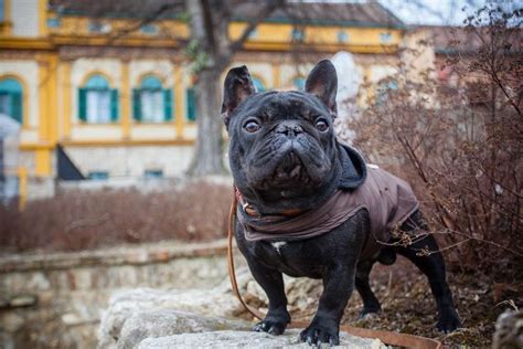 Cappottino Bulldog Francese .